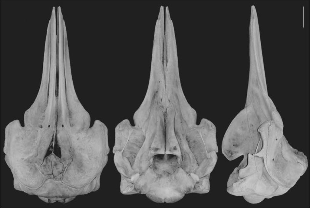 Dorsal, ventral, and lateral views of the B. minimus skull