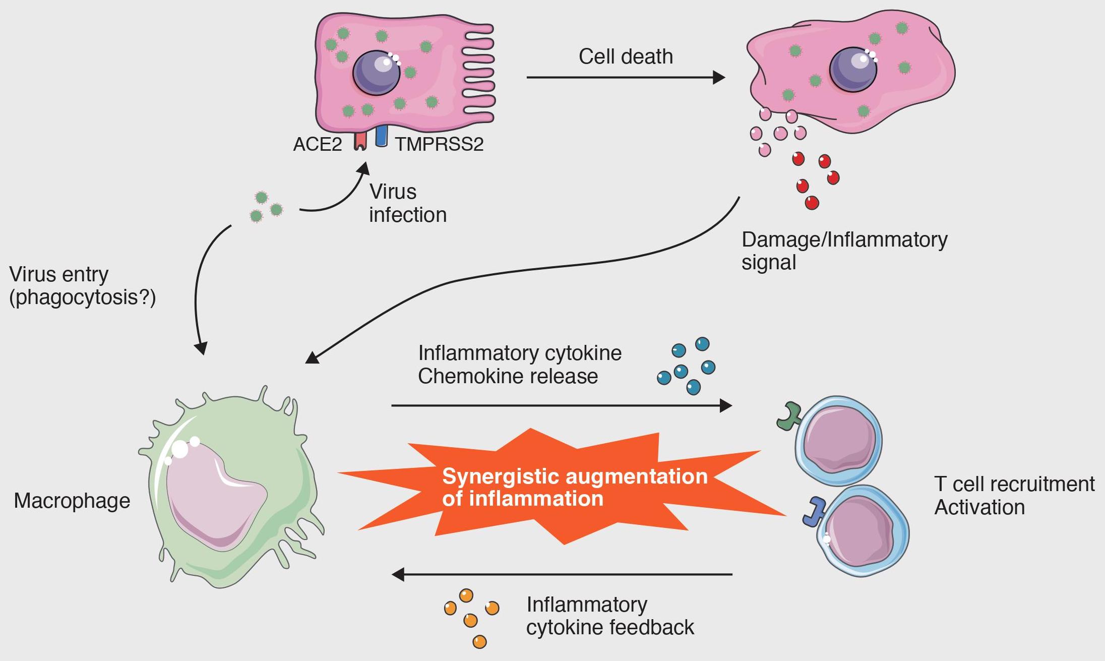 Cellular Level Interactions That Lead To The Cytokine Storm In Covid