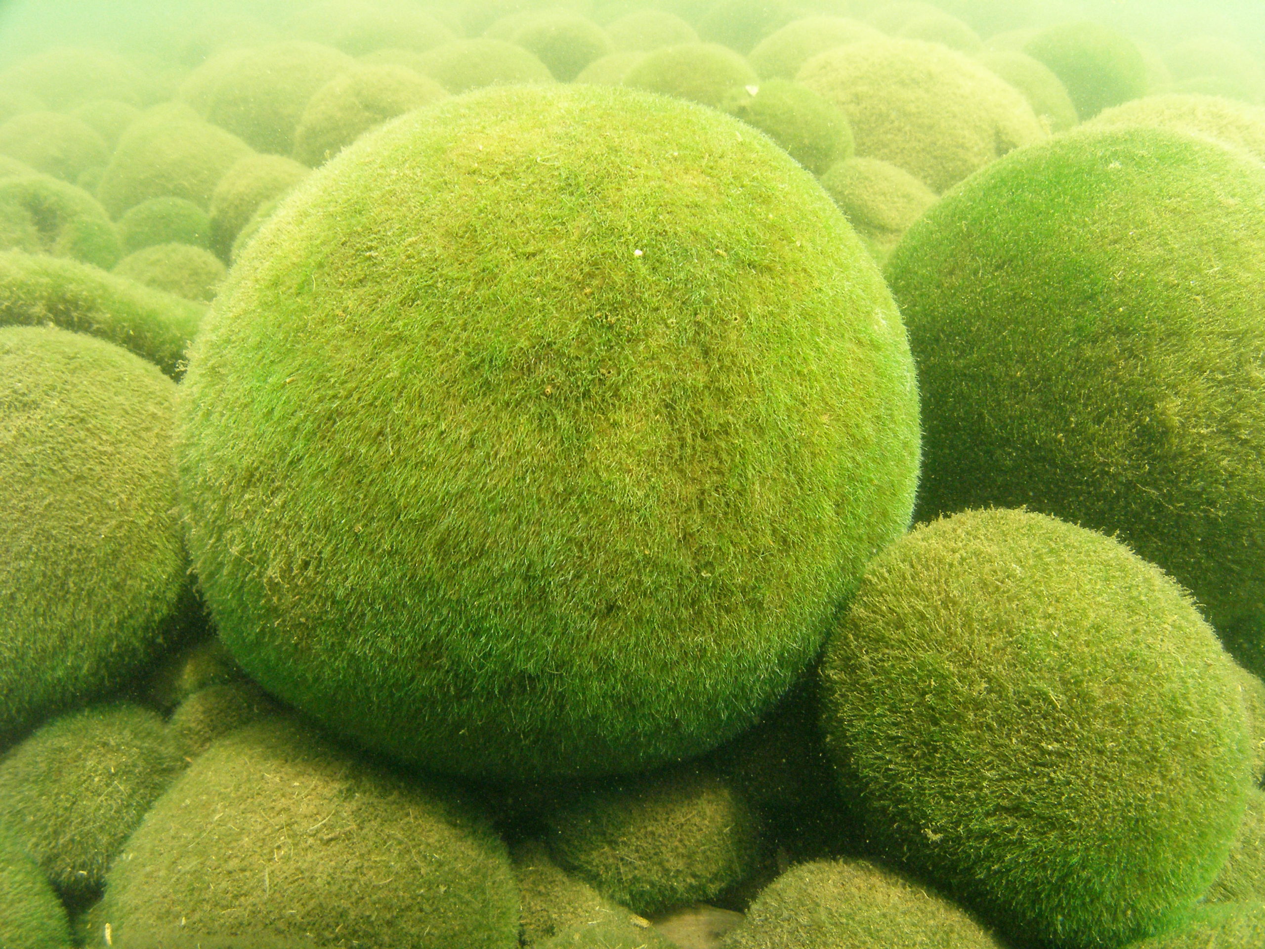 Reproduction key to maintenance of marimo shape | Hokkaido University