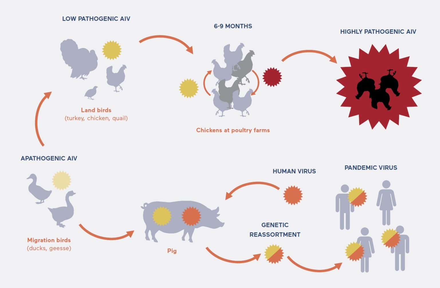 further research on influenza