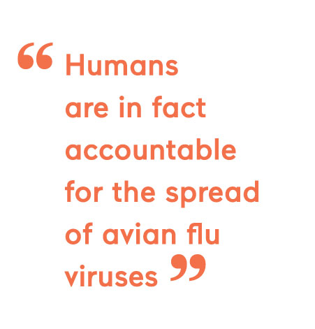 “ Humans are in fact accountable for the spread of avian flu viruses ”