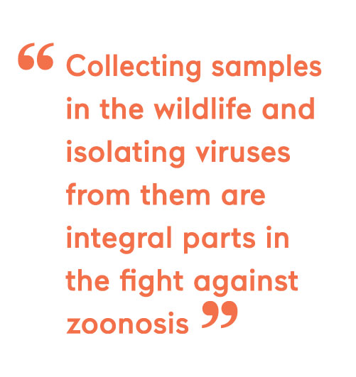 Collecting samples in the wildlife and isolating viruses from them are integral parts in the fight against zoonosis
