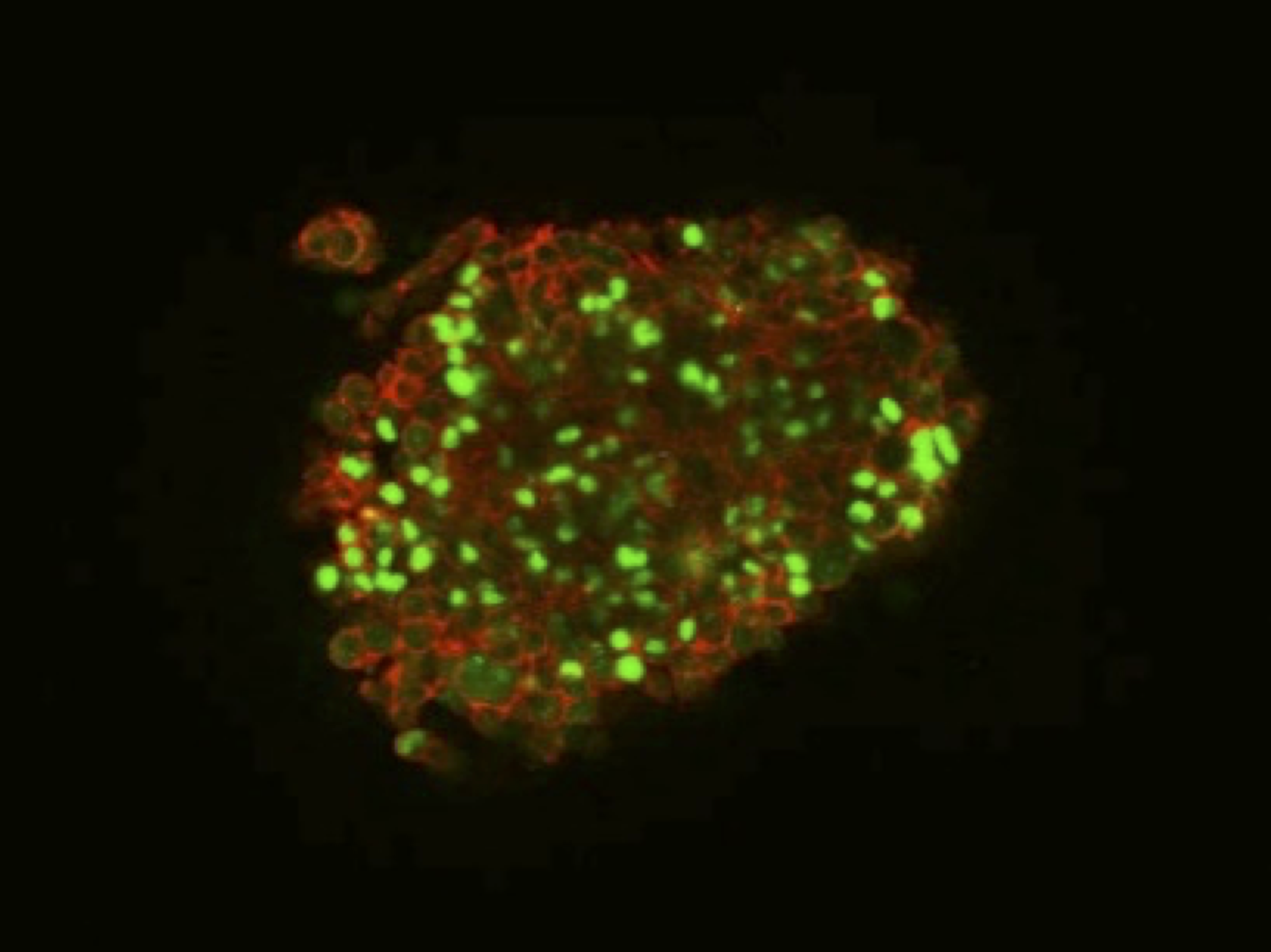 https://www.global.hokudai.ac.jp/wp-content/uploads/2021/03/Figure2_Stem-cell-marker.png