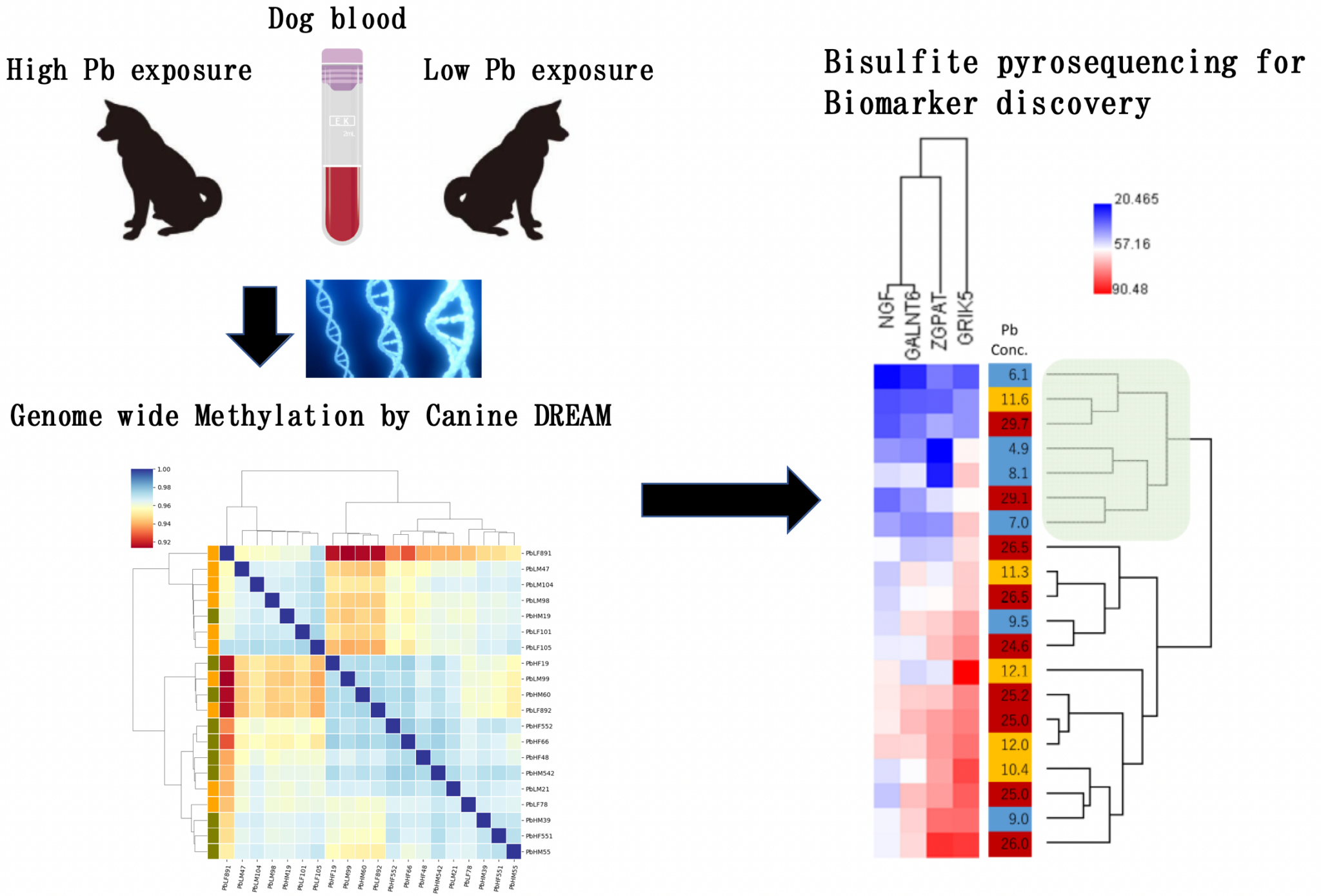 Abnormal DNA methylation found in leadexposed dogs, genomic study