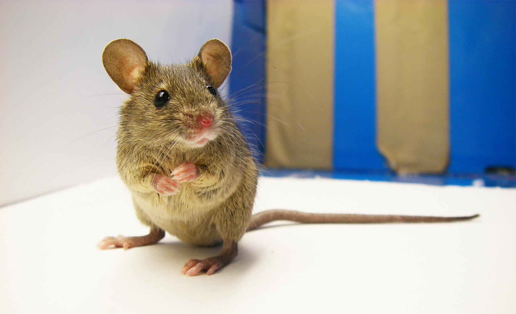Unravelling The Diversity Of The Wild House Mouse Hokkaido University