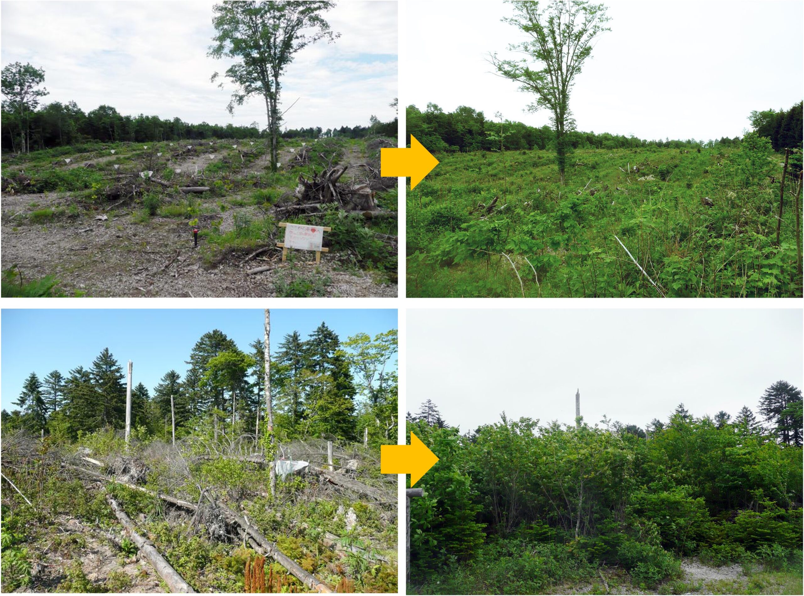 A panel of four photos. The top row and bottom row form separate sets. Reforestation after storm damage in a National Forest in Chitose city, Hokkaido. Regeneration was more advanced 15 years later when biological legacy such as fallen trees were left intact (bottom row) than when fallen trees were removed and seedlings were planted (top row). (Photo by Junko Morimoto)