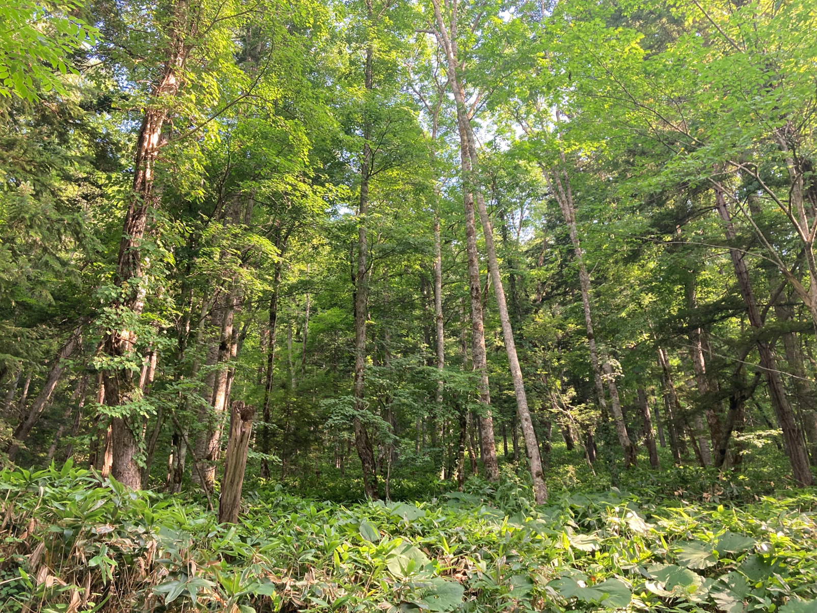 Photo of a typical mixed forest of coniferous trees and broad-leaved trees in Hokkaido (Photo by Junko Morimoto)