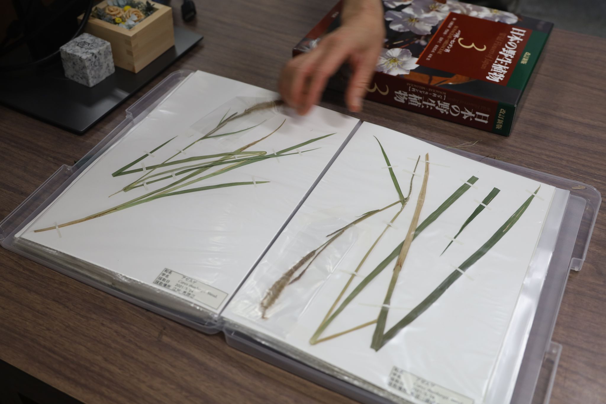 Photo of a herbarium specimen. To understand forest ecosystems, not only trees but also understory vegetation are important. Leaves collected during field surveys are used as specimens to identify the species.
