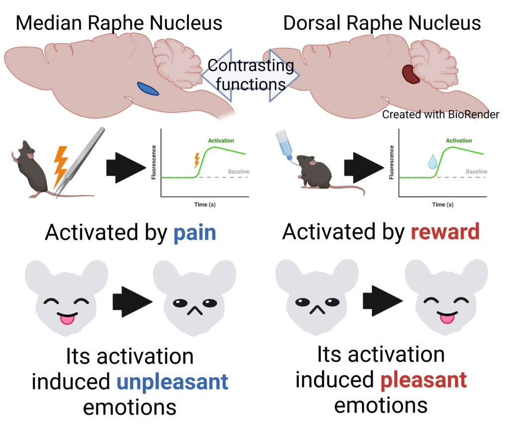 The median raphe induces unpleasant emotions in response to pain, while the dorsal raphe induces pleasant emotions in response to reward. Illustration by Kazuki Nagayasu created with Biorender.