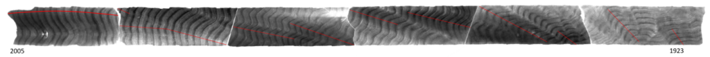 A series of cross sections of a reef coral showing its growth rings. The rings stretch from the year 2005 back to 1924.
