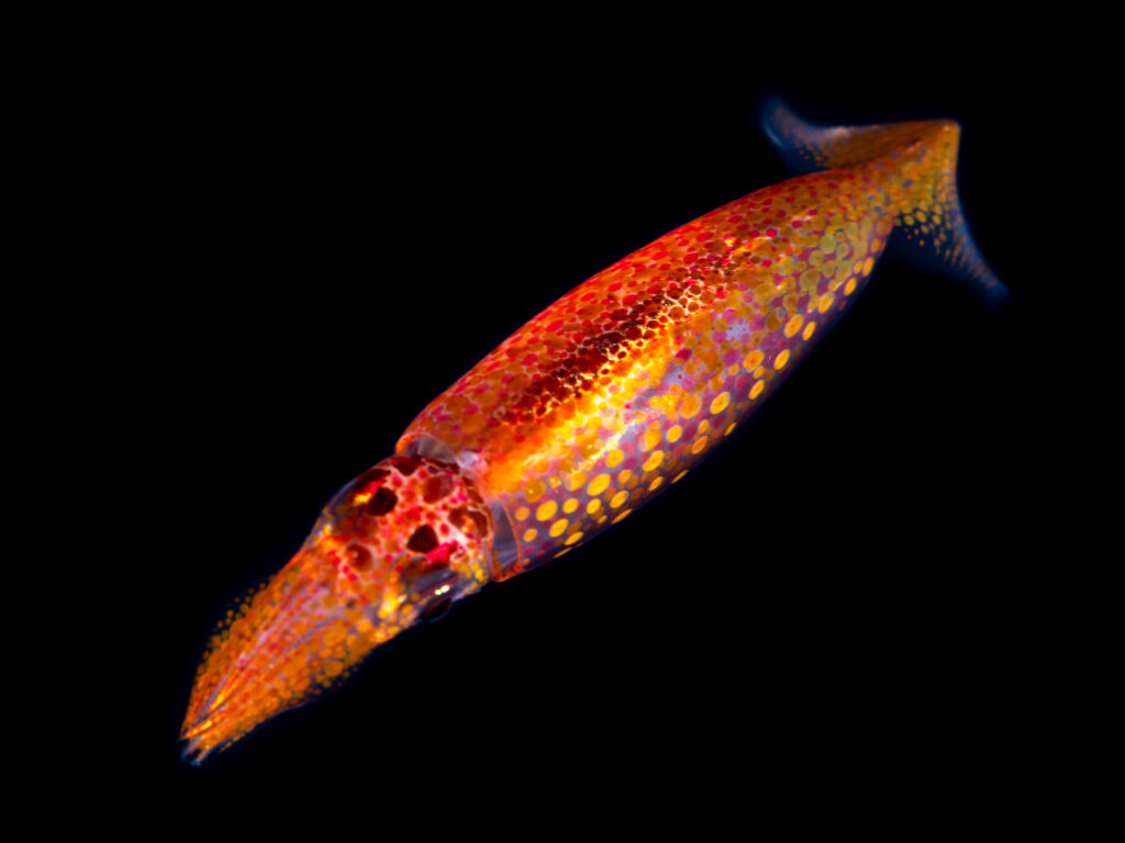 a neon flying squid. Photo by Gerald Robert Fischer under licence from shutterstock