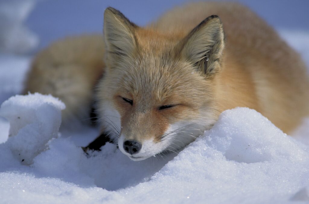 An Ezo red Fox snoozing on snow. Copyright-free photo by Shiretoko-Shari Tourist Association.