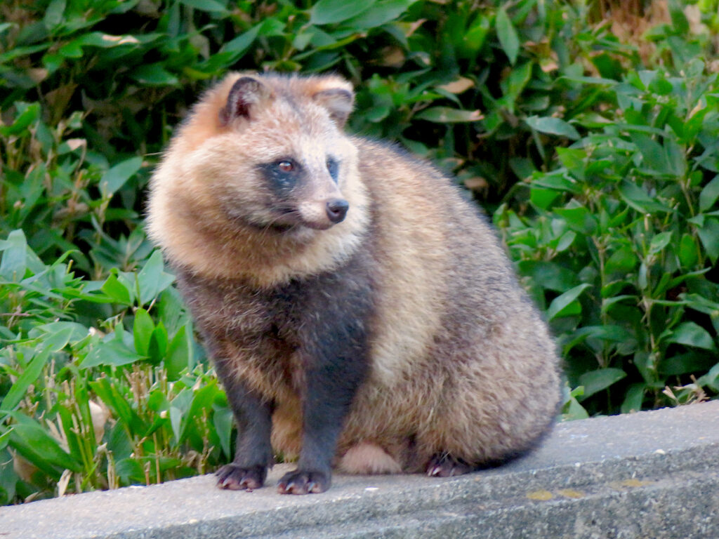 A photo of a Japanese raccoon dog, or tanuki. Photo by KKPCW under a CC BY-SA licence.