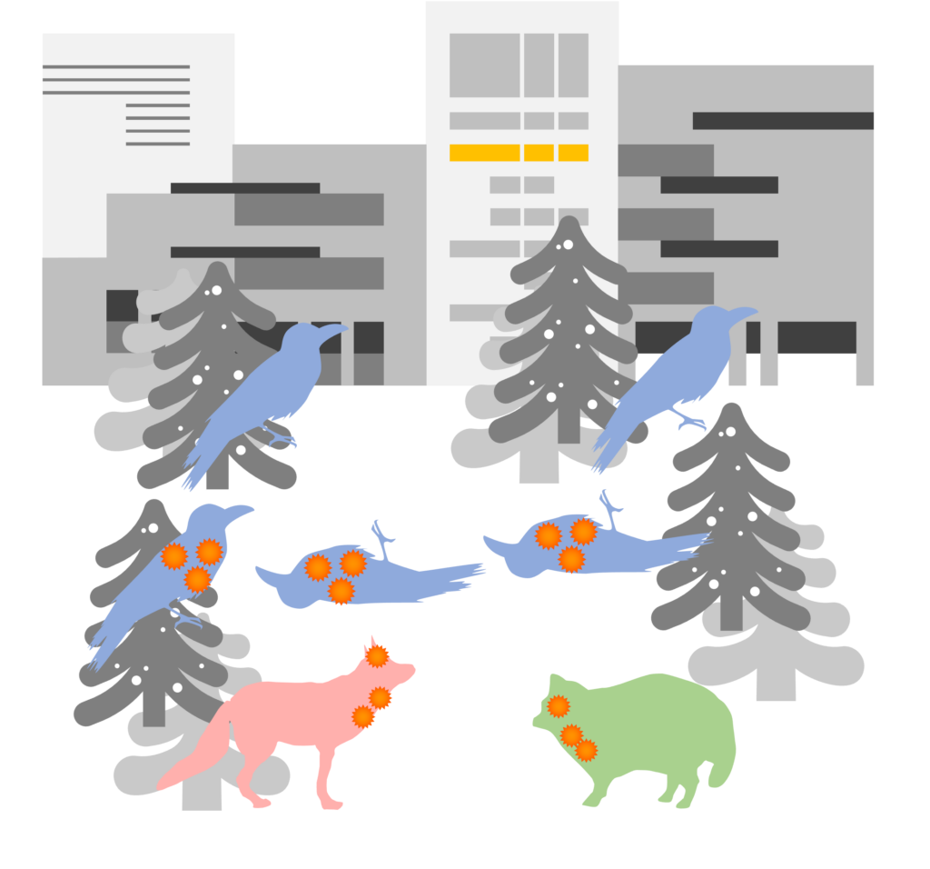 An illustration of how the H5N1 HPAI vrius was transmitted from crows to a fox and a raccoon dog in a public garden in Sapporo. Illustrated by Takahior Hiono.