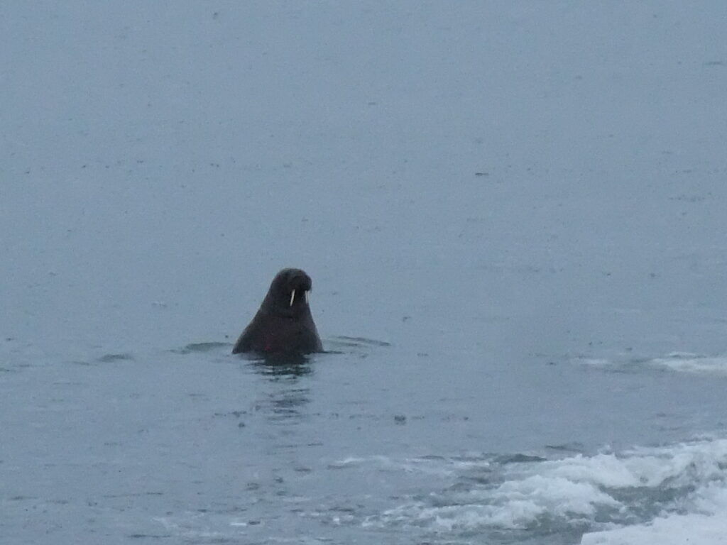 A walrus, an endemic species in the Arctic Ocean (Photo courtesy of Hiroshi Utsumi, Institute of Arctic Research and Observation)