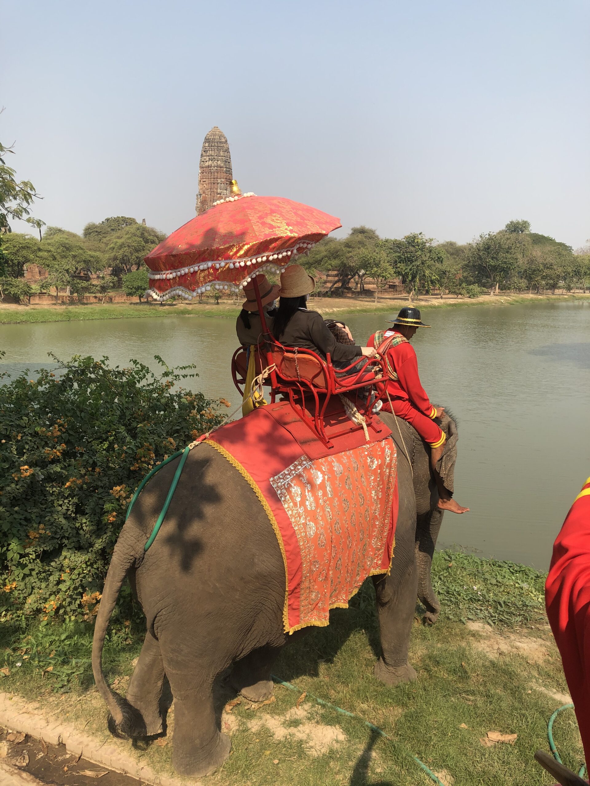 Elephant ride for tourists in the ancient city of Ayutthaya.