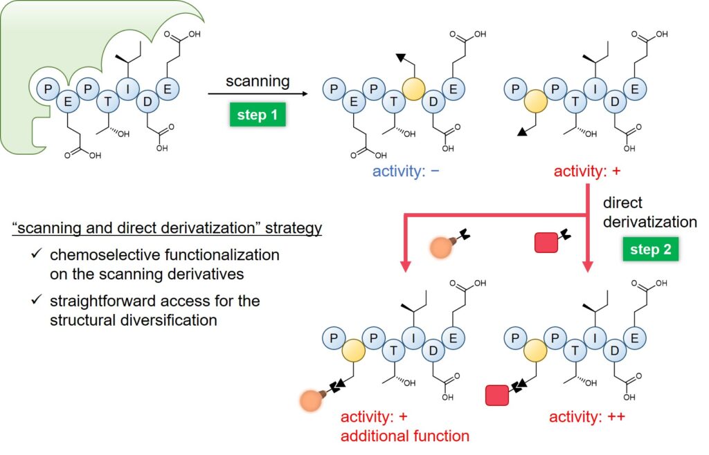 The technique developed in the study involves modifying peptides at specific amino acids to confirm their functions (top), and then adding chemical groups to these amino acids to further alter and enhance their function (bottom) (Rintaro Kaguchi, et al. Journal of the American Chemical Society. January 28, 2023).