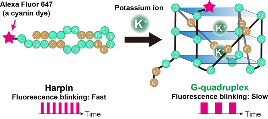 The fluorescent blinking of cyanine dye (Alexa Fluor 647, pink star) bound to RNA changes depending on the structure of the RNA. When the RNA is folded like a hairpin, the fluorescent blinking is fast, and when the RNA switches to a G-quadruplex, the blinking is slow (Akira Kitamura).