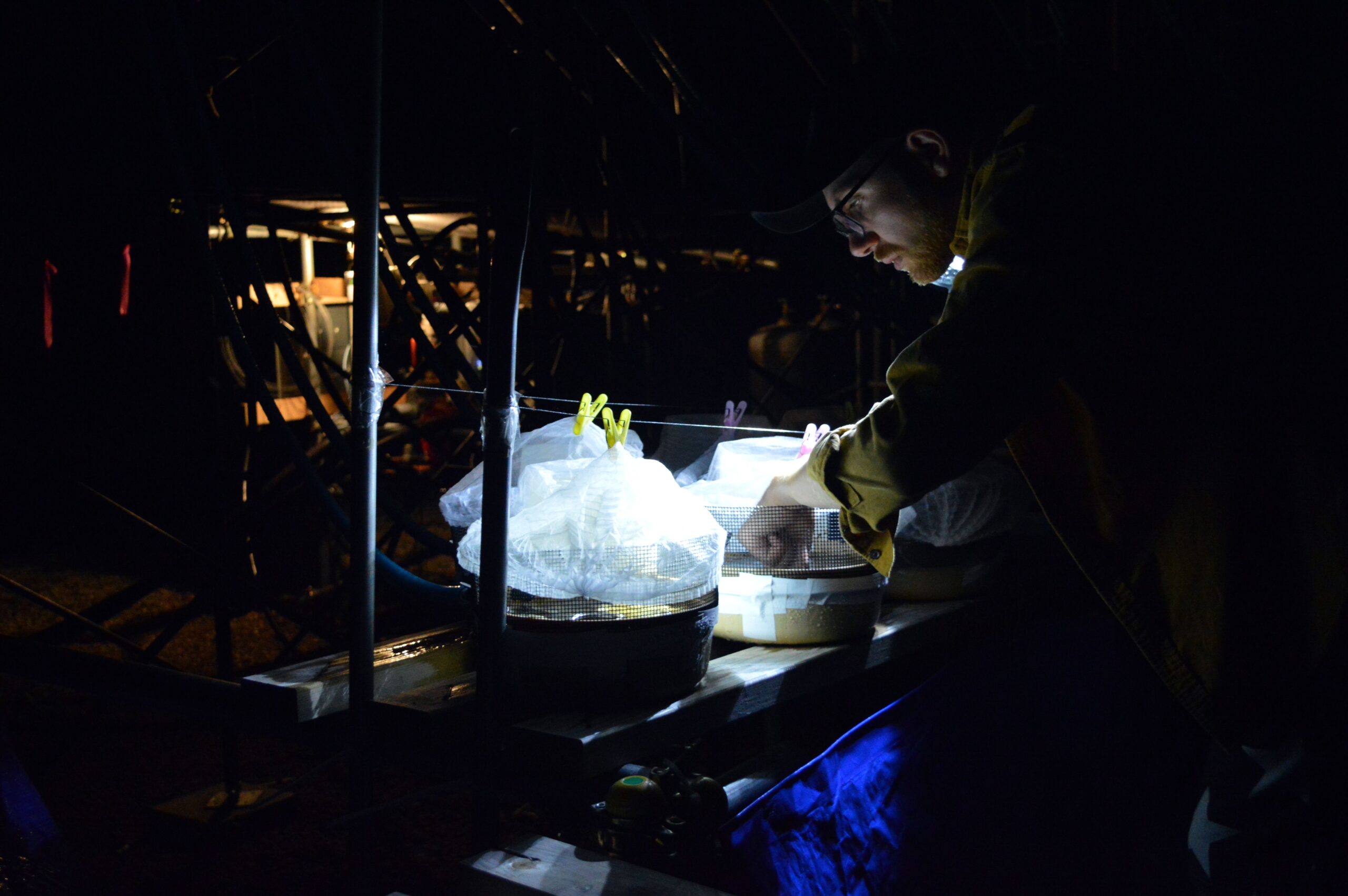 Sam Ross conducting an experiment at the Tomakomai Experimental Forest for his PhD research, as part of his research stay as a National Geographic Early Career grantee during the summer of 2019 (Photo by Samuel Ross)