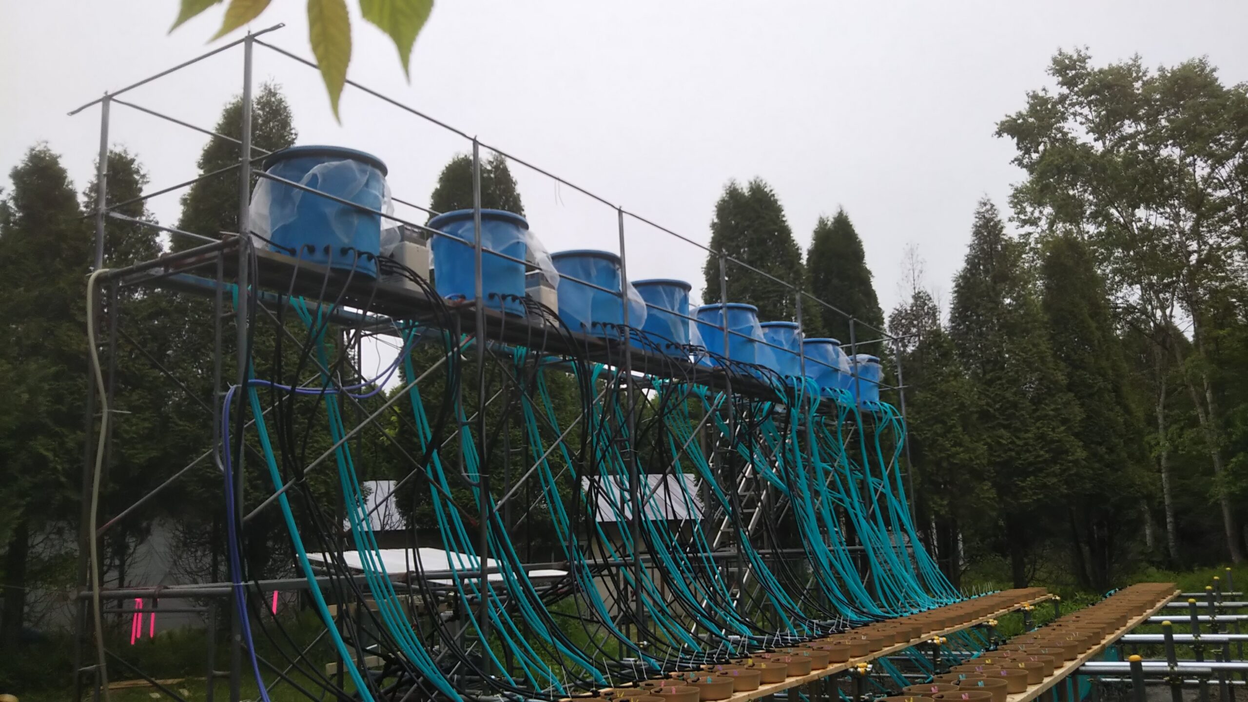 Outdoor experimental set up at the Tomakomai Experimental Forest (Photo by Samuel Ross)