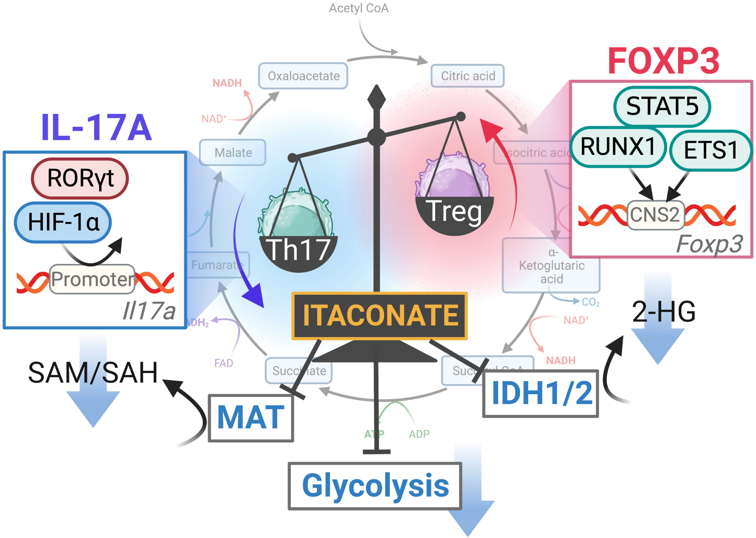 Itaconate (ITA) inhibits the differentiation of Th17 cells and promotes the differentiation of Treg cells by inhibiting glycolysis, methionine adenosyltransferase (MAT) and isocitrate dehydrogenase (IDH1/2), which in influence expression of the cytokine IL-17A and the regulator protein FOXP3 (Michihito Kono).