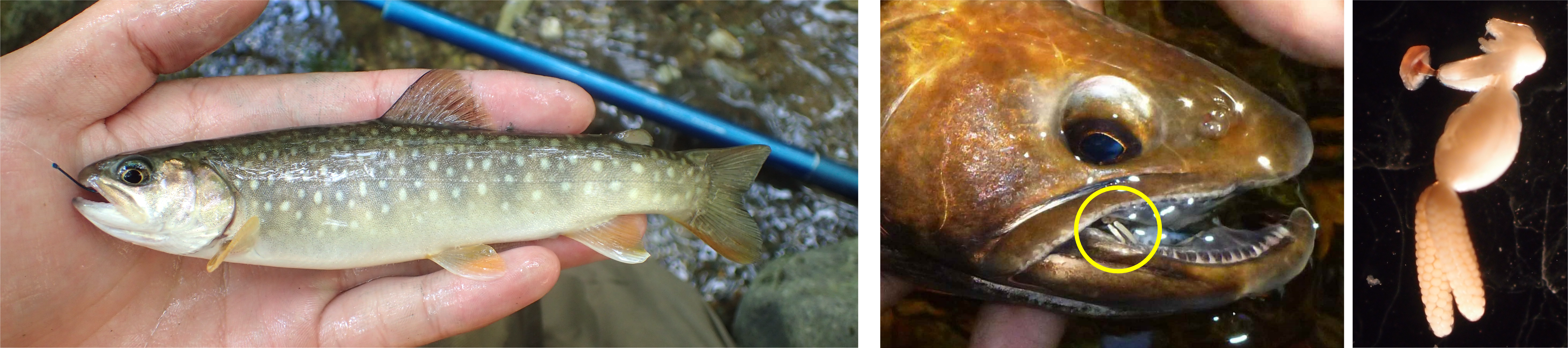 (Left) A whitespotted char caught by angling during the survey; the parasite (yellow circle) attached to the mouth of a whitespotted char (middle); and a light micrograph of the parasite (right). (Photos: Ryota Hasegawa, Itsuro Koizumi).