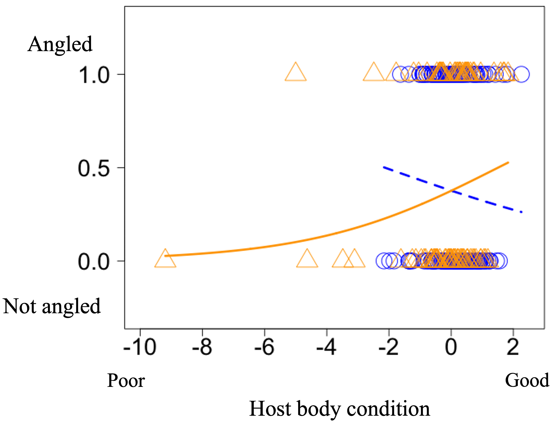 When infected by parasites (orange triangles), whitespotted char with high body condition are more likely to be caught by angling (solid orange line). Among uninfected fish (blue circles), those with a lower body condition are more likely to be caught by angling (broken blue line) (Ryota Hasegawa).