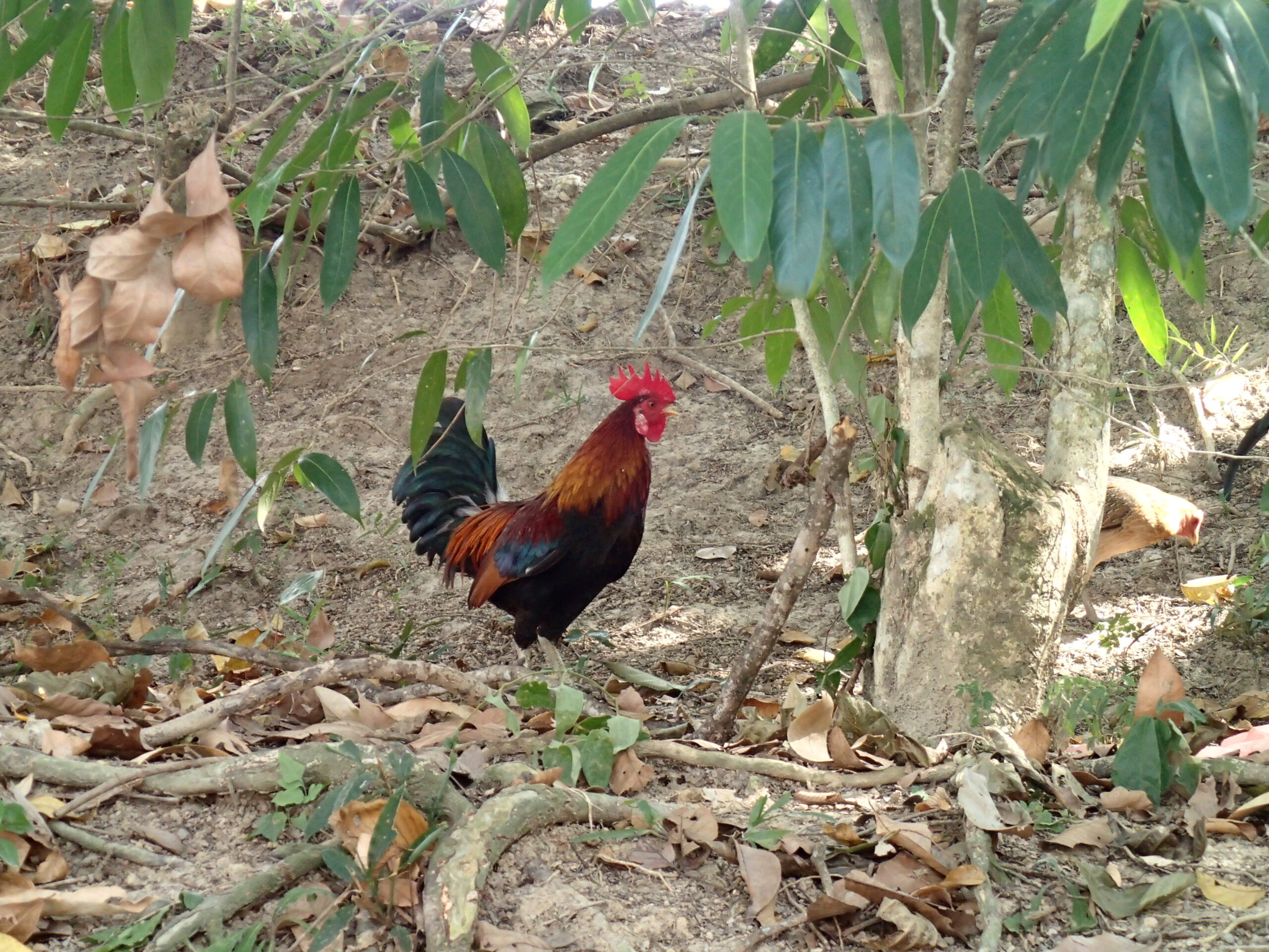 A red junglefowl, the species from which the chicken was domesticated (Photo: Masaki Eda).