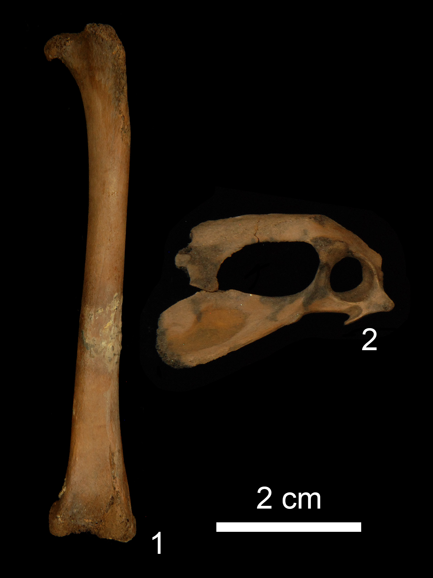 The two bones from the Karako-Kagi site identified as belonging to juvenile chickens by the Zooarchaeology by Mass Spectrometry technique (Masaki Eda, et al. Frontiers in Earth Science. April 20, 2023).