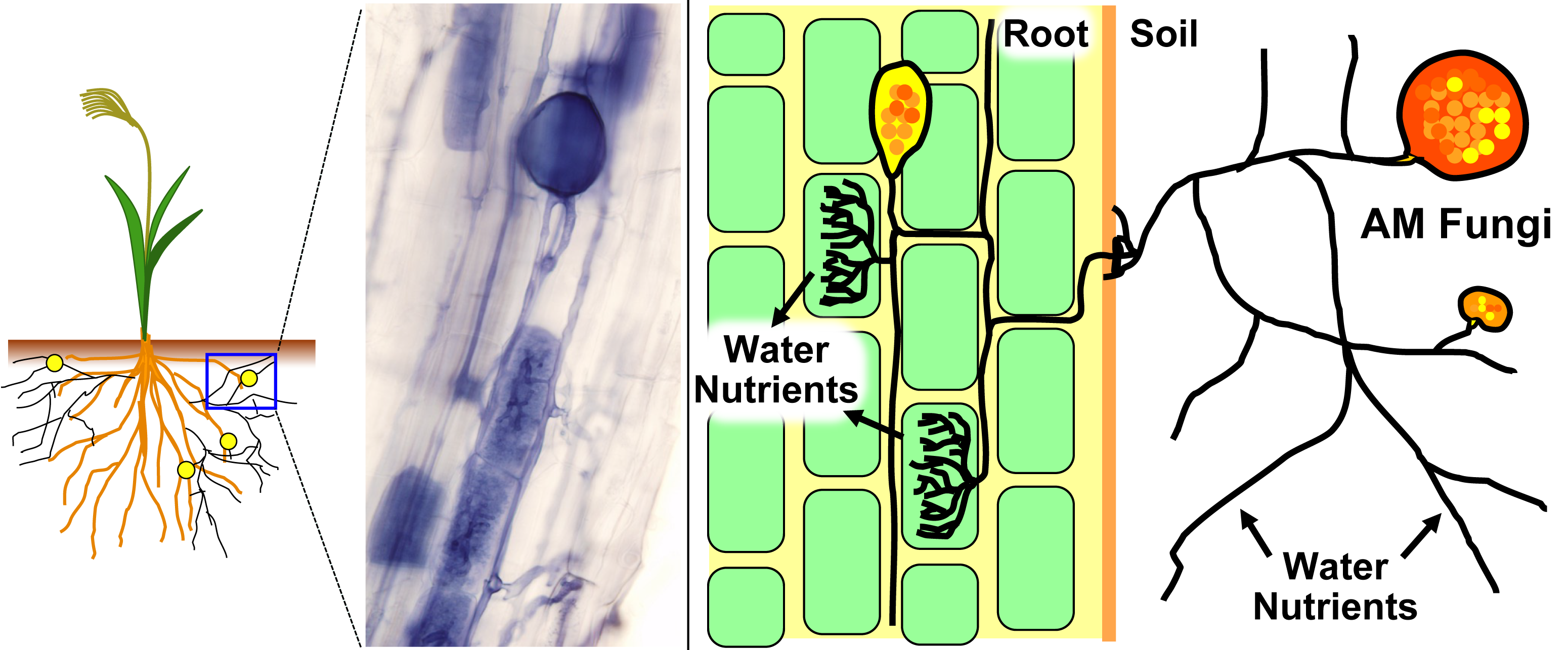 Arbuscular mycorrhizal (AM) fungi in the Glomeromycotina colonize plant roots (left, micrograph) and deliver water and nutrients from soil (right). (Tatsuhiro Ezawa).