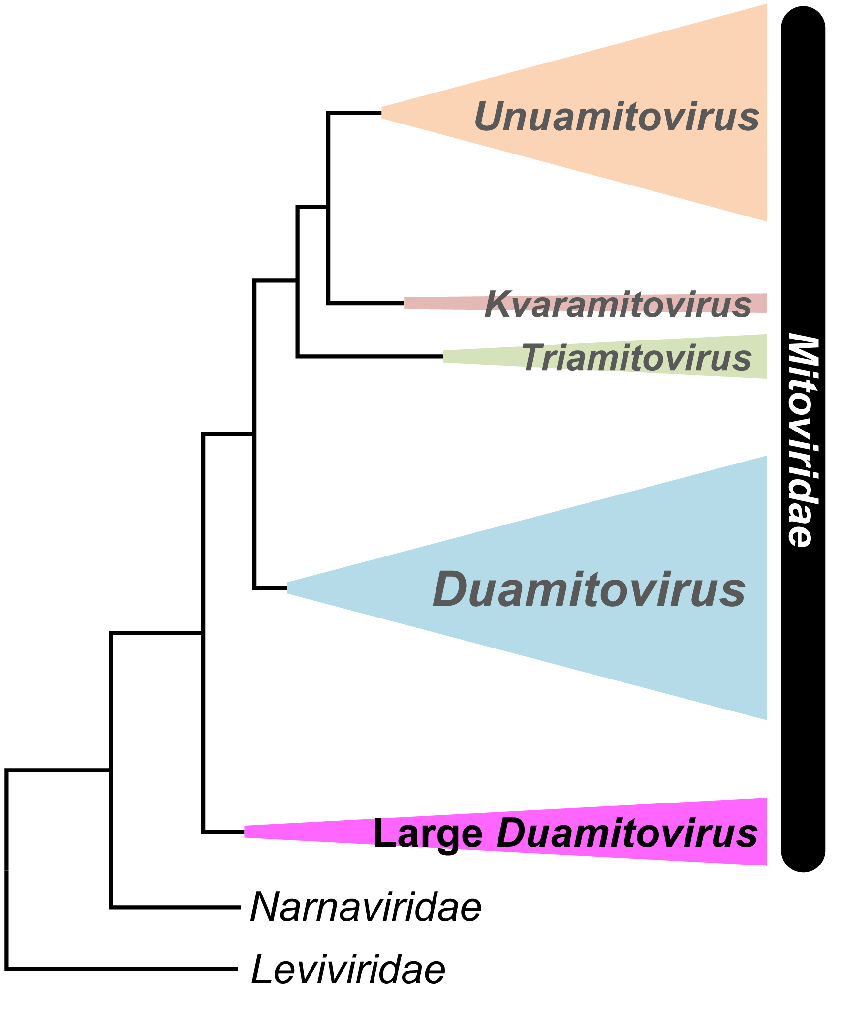Phylogenetic analysis of the RNA-dependent RNA polymerase enzyme sequence shows that large duamitoviruses are the most ancestral group of mitoviruses (Tatsuhiro Ezawa).