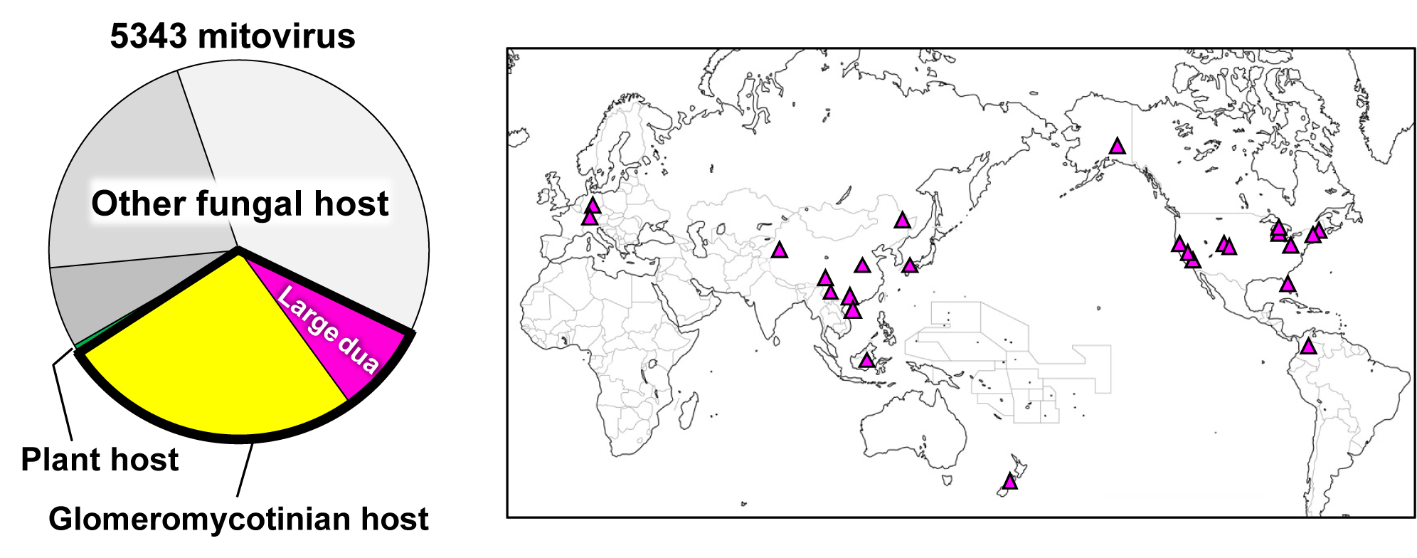 Large duamitoviruses consist of 23% of the glomeromycotinian mitoviruses (left) that are about one-third of the 5,343 mitoviruses detected in the soil samples collected worldwide. Sampling sites from which large duamitoviruses were detected are mapped (triangles, right). (Tatsuhiro Ezawa).