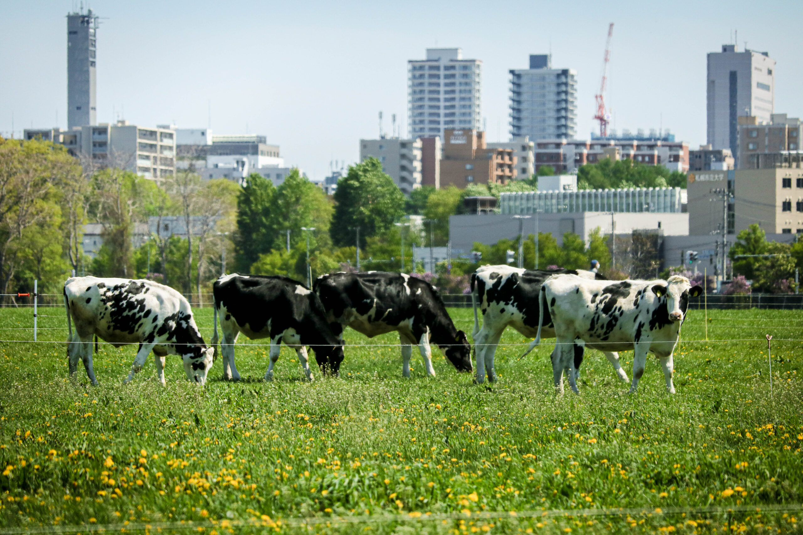 Cattle at Experimental Farm No. 1, Hokkaido University.