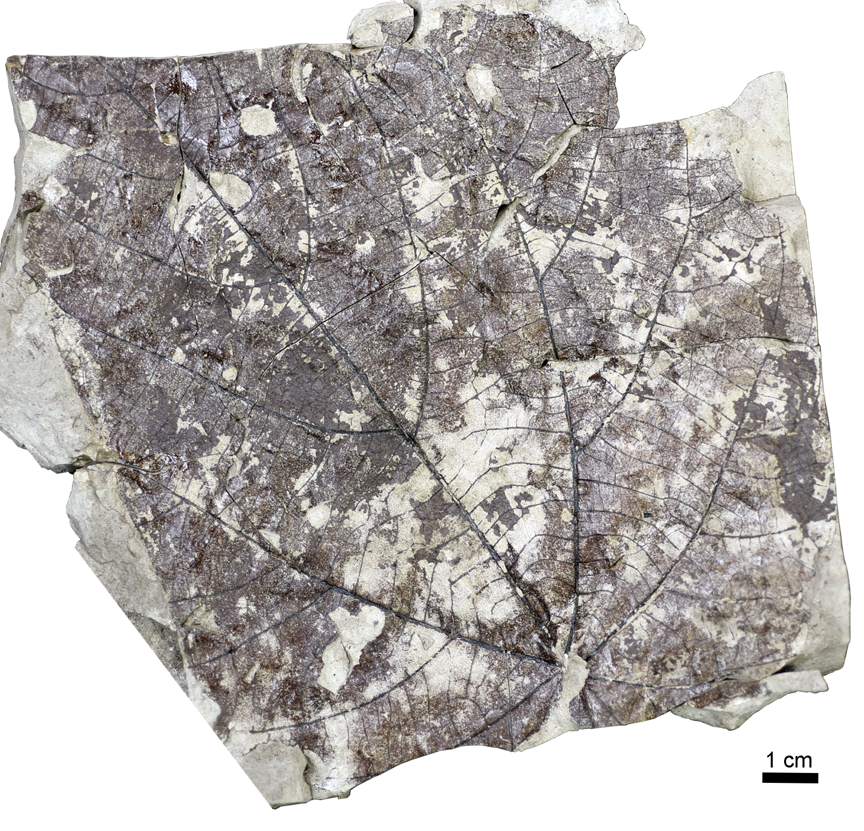 Surface view of the fossil leaf Byttneriophyllum tiliifolium which was found abundantly in the fossil forest, indicating a strong link to Wataria parvipora.  (Nishino et al., Scientific Reports, June 22, 2023)