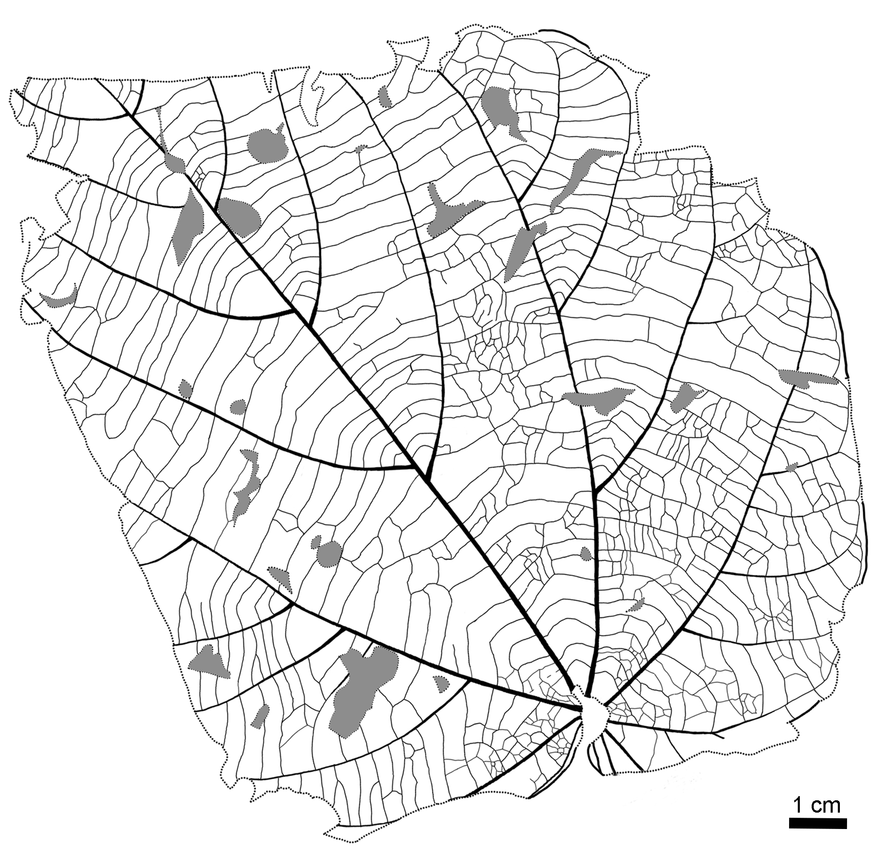 Line drawing of one of the Byttneriophyllum tiliifolium leaves found abundantly in the fossil forest. (Nishino et al., Scientific Reports, June 22, 2023)