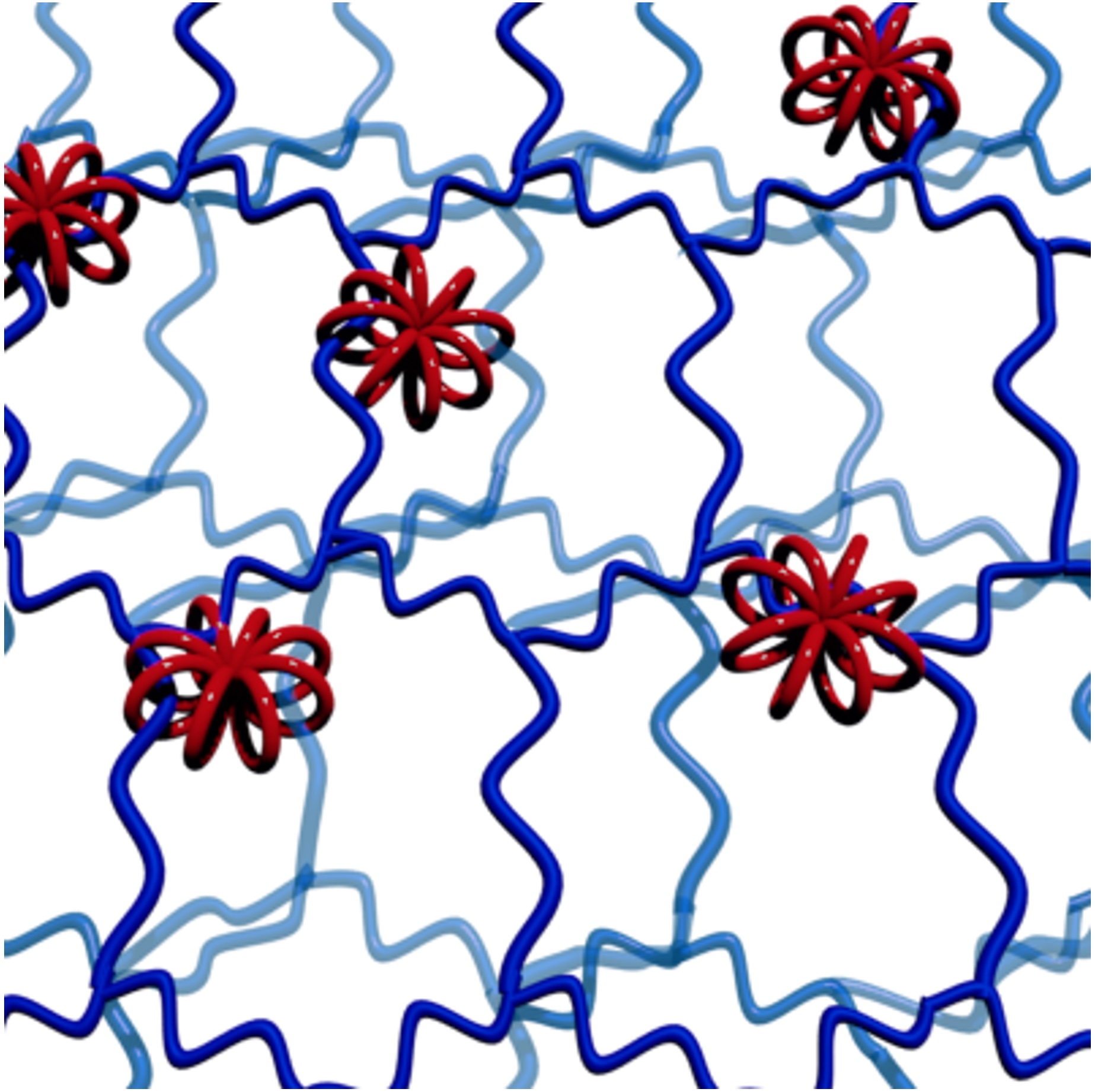 Structure of macro-rotaxane synthesized in this study: multicyclic wheels (red) interlocked with several high-molecular-weight axles (blue). (Minami Ebe, et al. Angewandte Chemie International Edition. July 17, 2023)