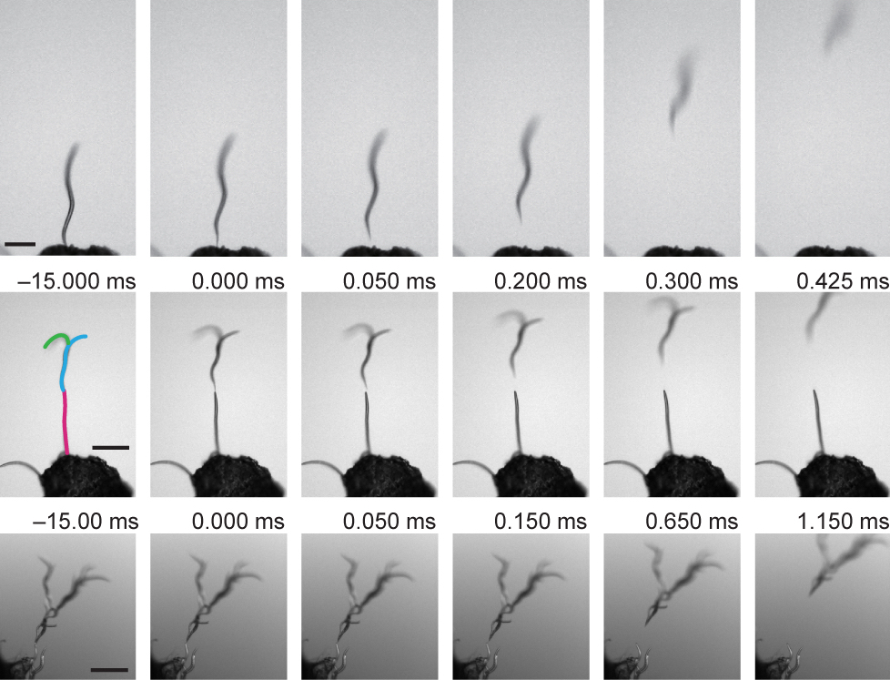 Nictation and transfer of dauer larvae under an electric field. Top row, single dauer larva; middle row, two dauer larvae; bottom row, a group of dauer larvae. (Takuya Chiba et al. Current Biology. July 10, 2023)