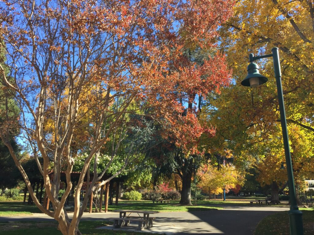 California State University, Sacramento (CSUS) campus in the Fall.