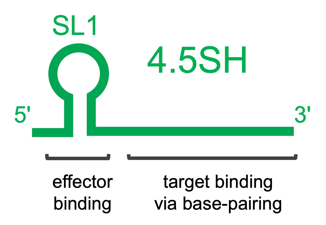 Modular structure of 4.5SH RNA. The sensor module (target binding via base-pairing) recognizes and binds to abnormal sequences. The effector binding module brings in molecules that modulate alternative splicing to prevent incorporation of abnormal sequences in mRNA. (Illustration: Shinichi Nakagawa)