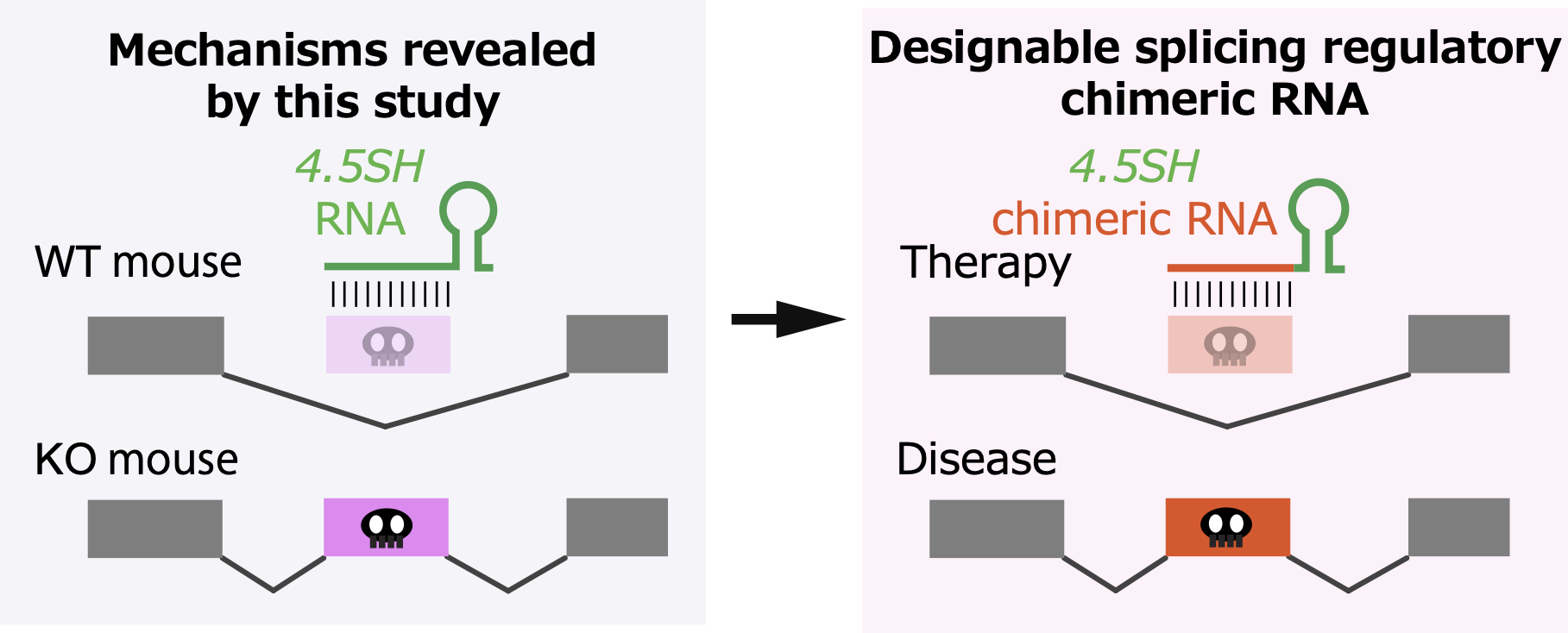 In mice, 4.5SH RNA acts as a natural gene therapy agent, preventing the inclusion of mutations in RNA (left). By engineering recombinant 4.5SH RNA, it may be possible to apply this system to treat genetic diseases in humans (right). (Illustration: Shinichi Nakagawa)