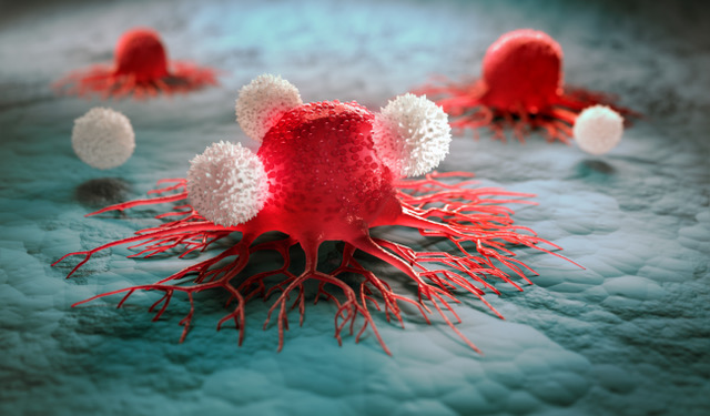 Artistic rendition of CD8+ T cells (white) attacking cancer cells (red). (peterschreiber.media/Shutterstock)
