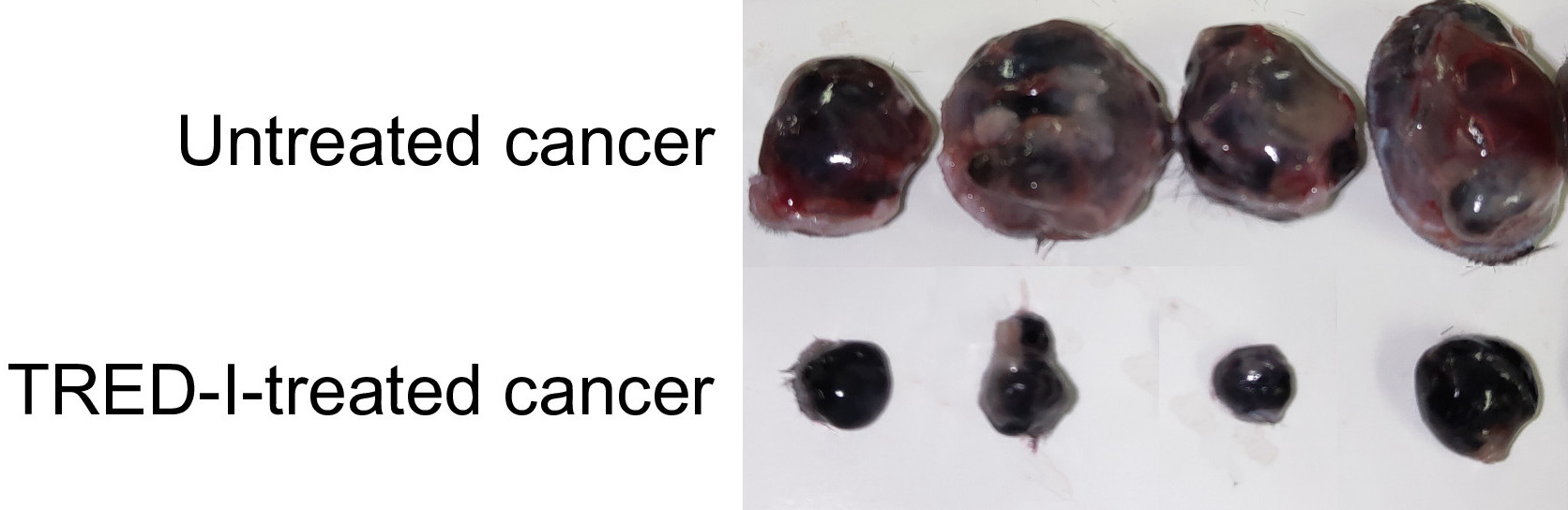 Compared with untreated cancer, the TRED-I system significantly reduced cancer size in mice models. (Xin Sun, et al. Proceedings of the National Academy of Sciences. January 29, 2024)