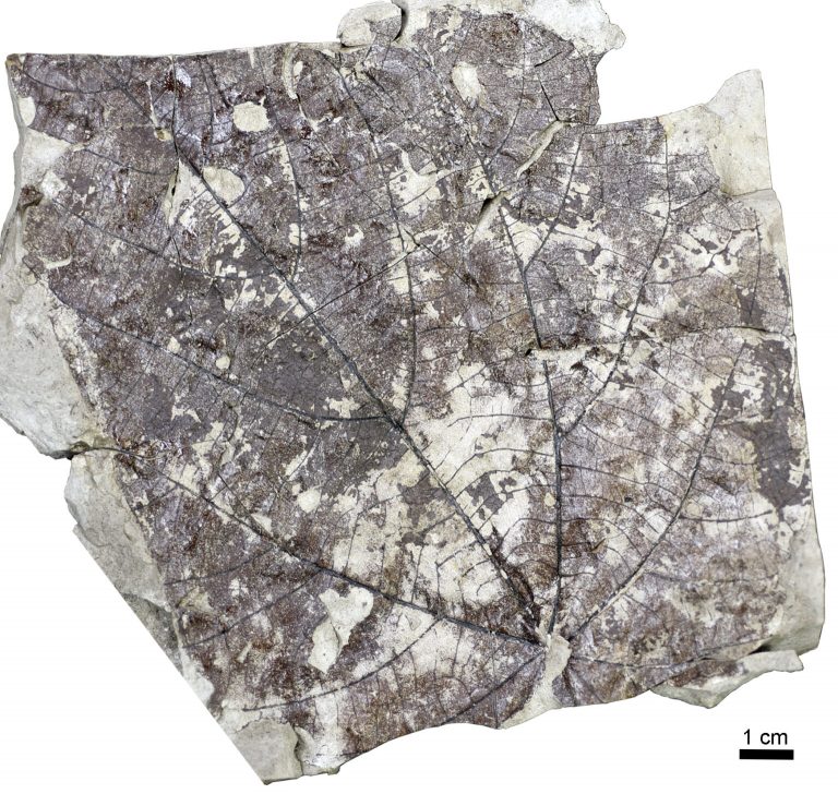 P2316-Fig6a-768x739.jpg