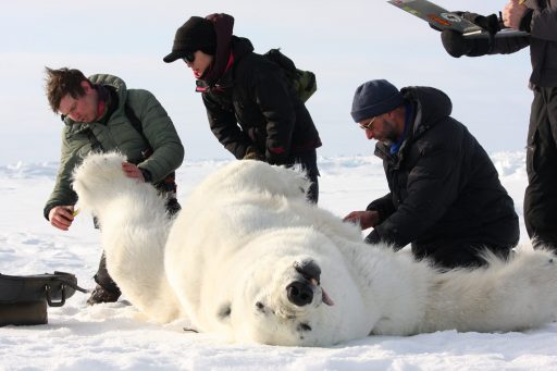 An ecological study of polar bears in Canada (Photo by Professor Toshio Tsubota)