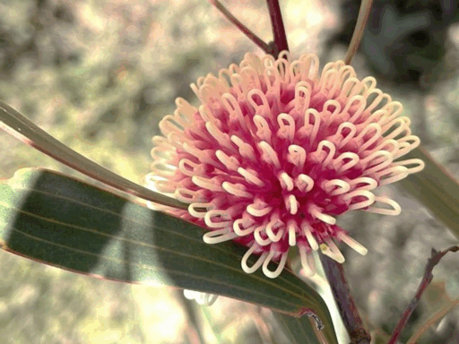 Hakea laurina, or pincushion hakea, is a shrub native to southwestern Australia, best known for its beautiful pincushion-shaped flowers. (Photo courtesy of Hans Lambers, The University of Western Australia)