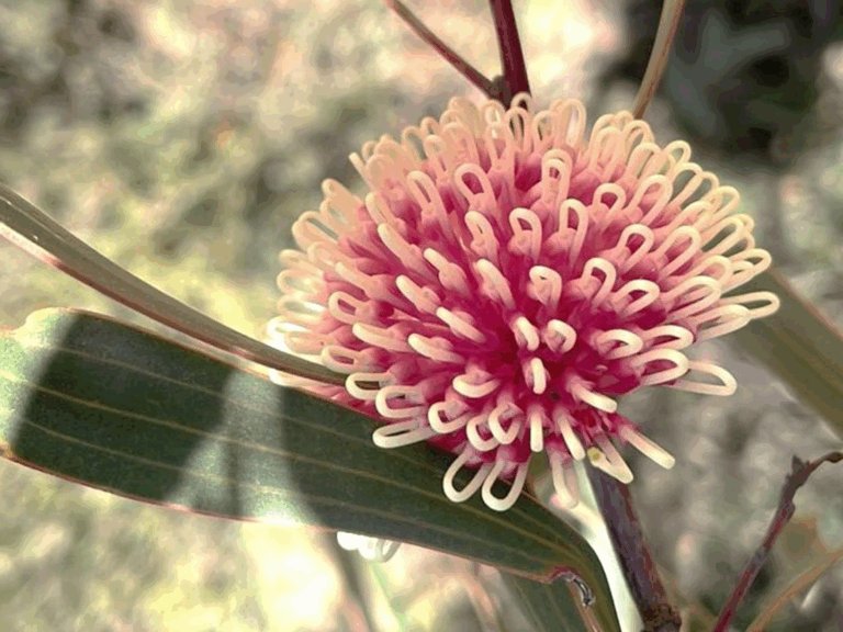 Hakea laurina, or pincushion hakea, is a shrub native to southwestern Australia, best known for its beautiful pincushion-shaped flowers. (Photo courtesy of Hans Lambers, The University of Western Australia)