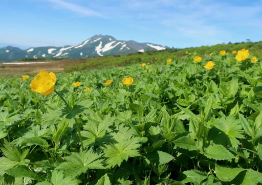 Alpine plants in the Taisetsu mountains of northern Japan. (Photo: Haruka Kobayashi)