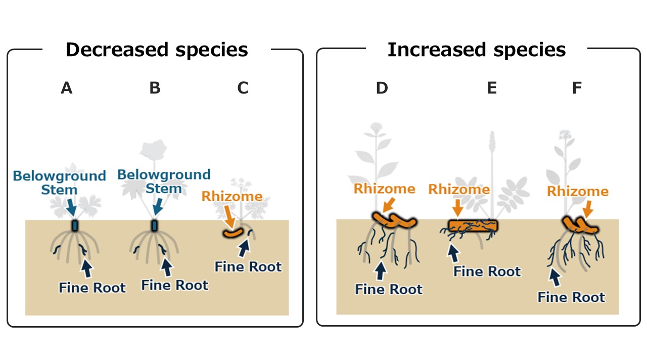 Species that have small belowground stems or short rhizomes and fewer fine roots became less common in the study area over a period of 40 years (left), while species with larger rhizomes and more fine roots became more common over the same period. (Illustration: Haruka Kobayashi).