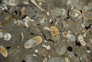 Ancient squids dominated the ocean 100 million years ago