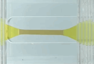 Muscle-like gel polymer gets stronger with a new recipe